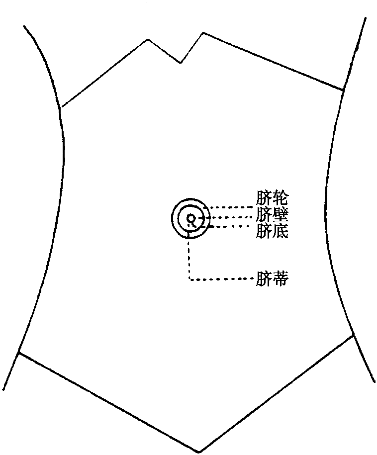 第四節(jié) 臍診法